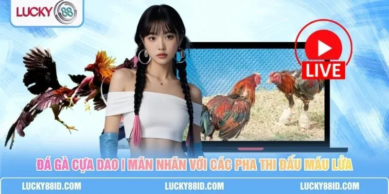 Chiến kê thi đấu trên sới theo quy định phân hạng và thời gian