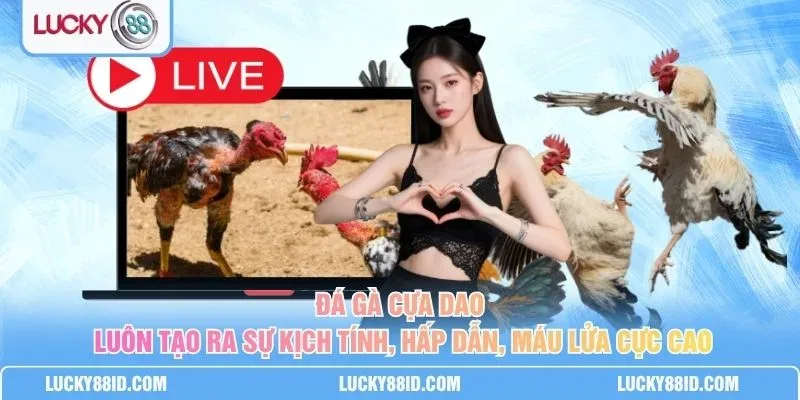 Trận đá gà lucky88 thể thức cựa dao với nhịp độ nhanh và kịch tính